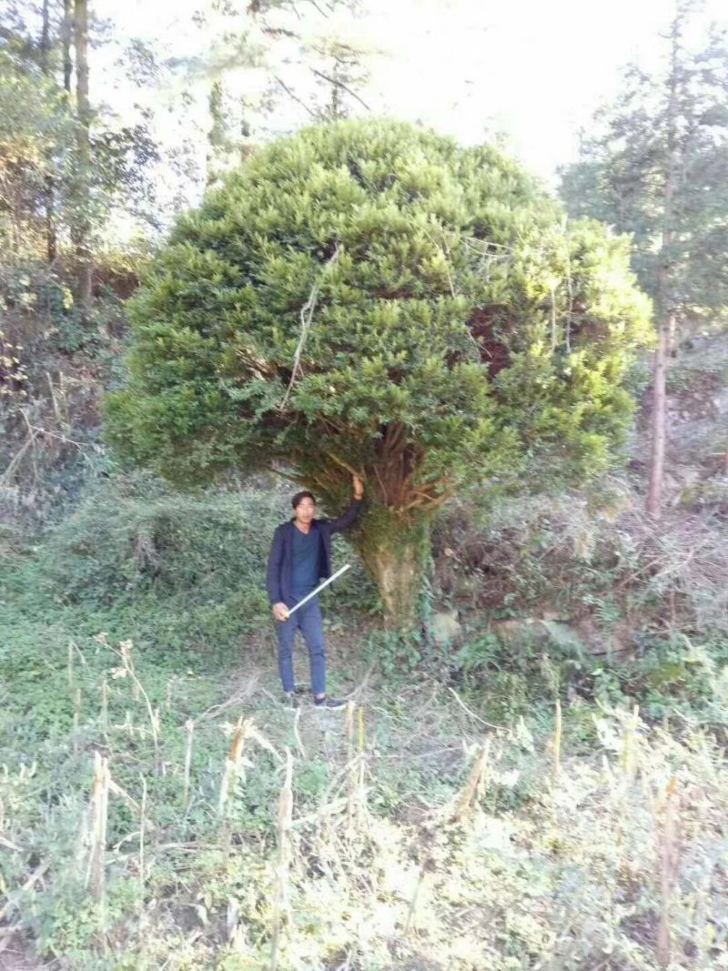 雀舌黄杨（万年青）