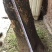 雀舌黄杨（万年青）