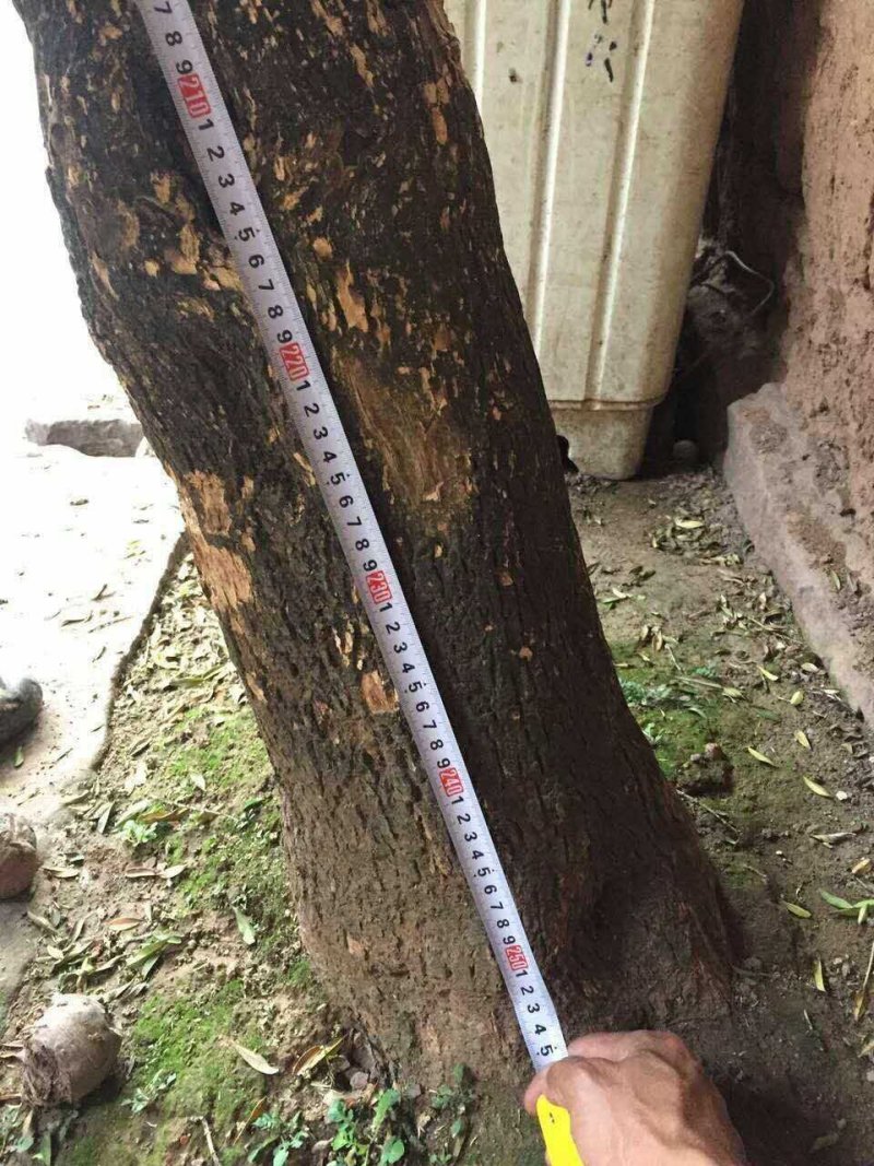 雀舌黄杨（万年青）