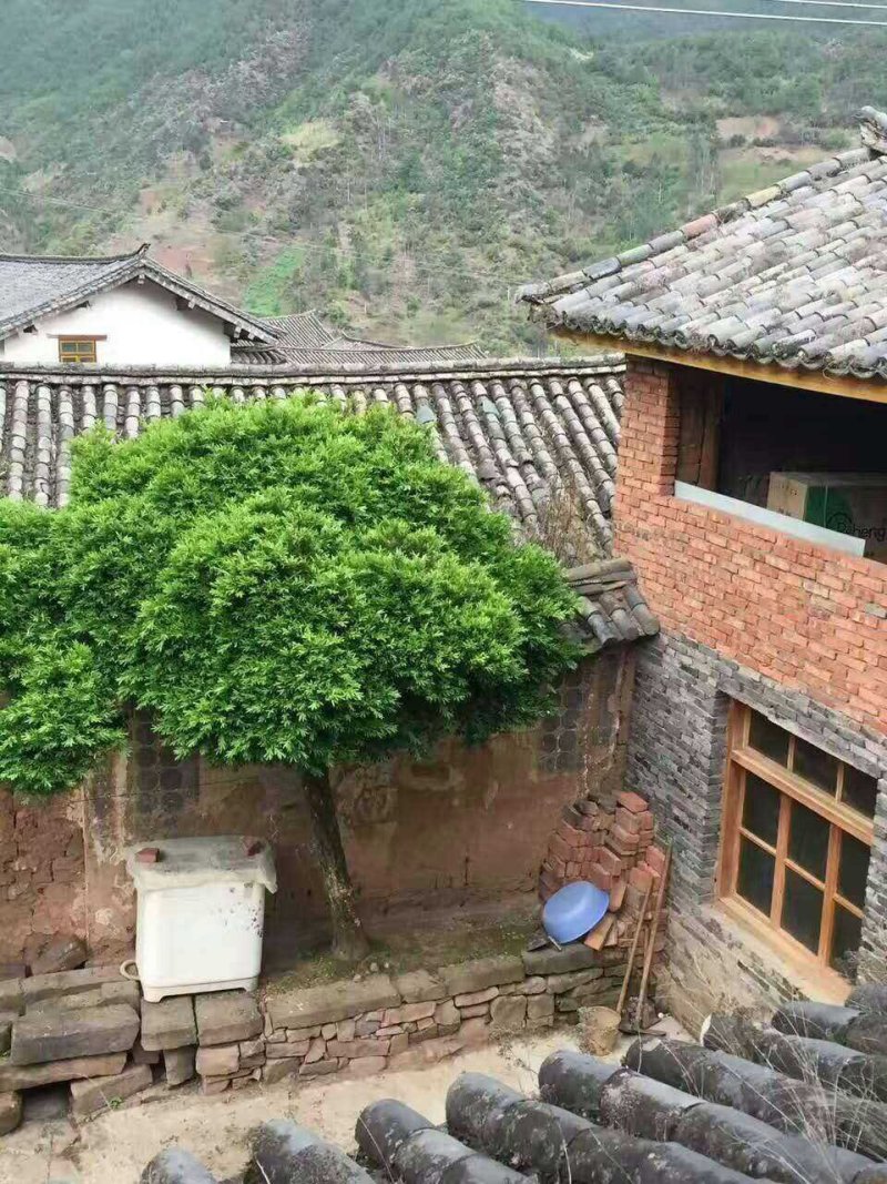 雀舌黄杨（万年青）