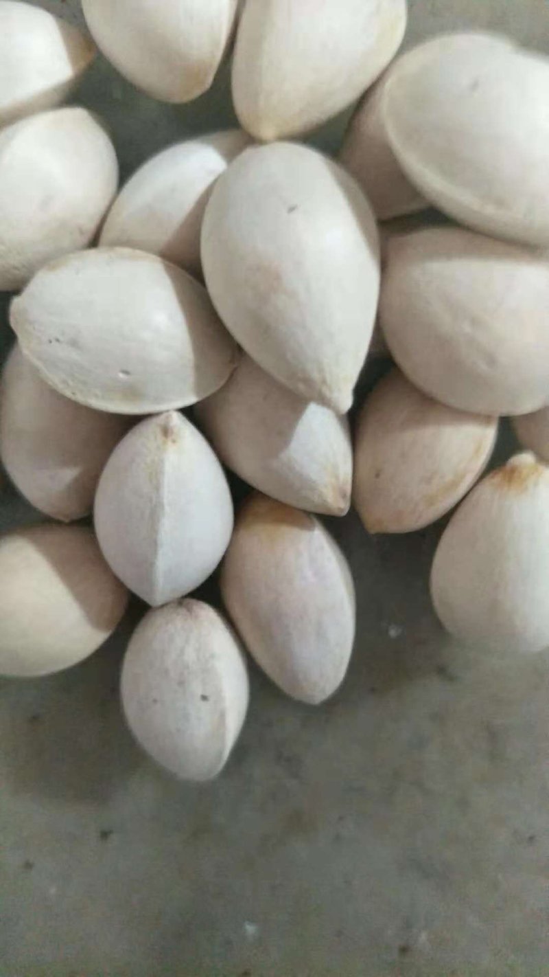 银杏果