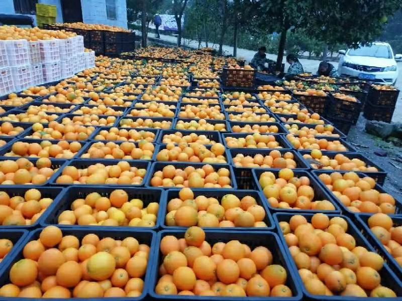 柑橘类，纽荷尔脐橙，表面光滑，