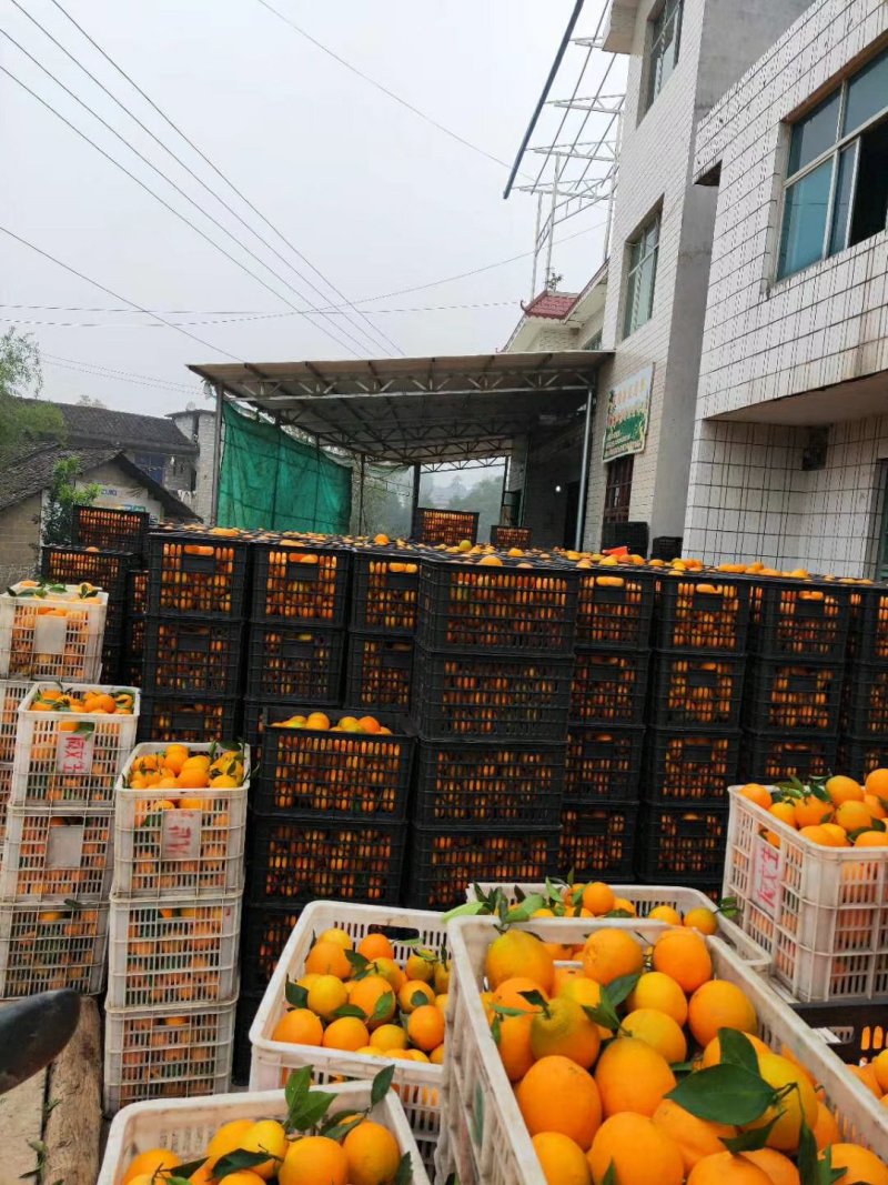 柑橘类，纽荷尔脐橙，表面光滑，