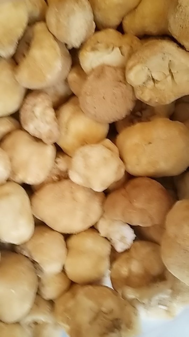 猴头菇，中药材猴头菇，猴头菇中药材