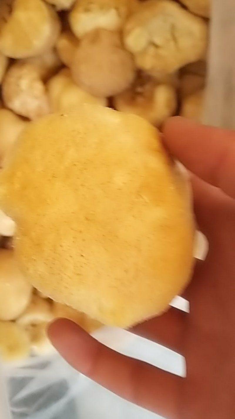 猴头菇，中药材猴头菇，猴头菇中药材
