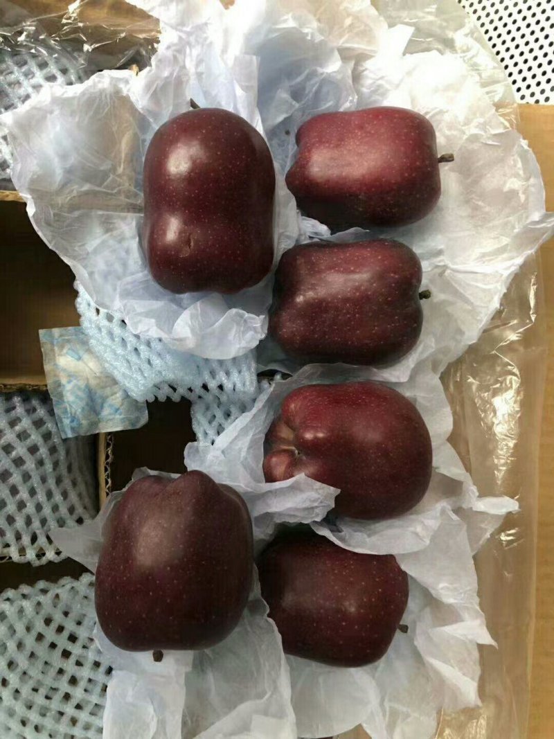 花牛苹果，蛇果，靓大从优。可供超市，价格合理，欢迎合作
