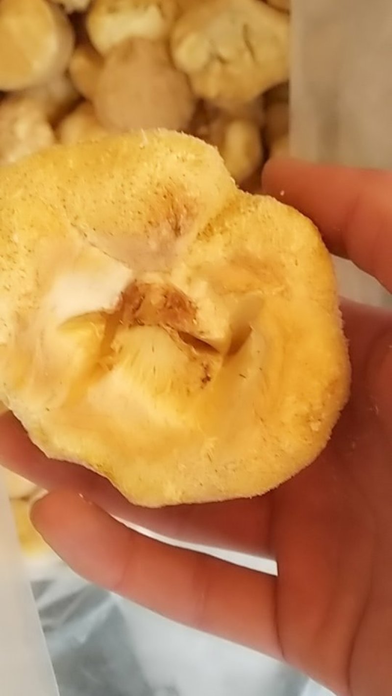 猴头菇，中药材猴头菇，猴头菇中药材