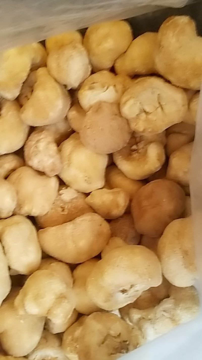 猴头菇，中药材猴头菇，猴头菇中药材