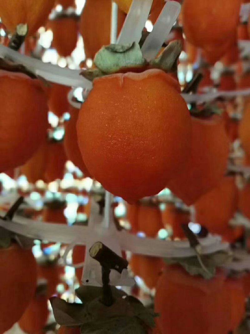 陕西富平正宗柿饼欢迎致电18729994445