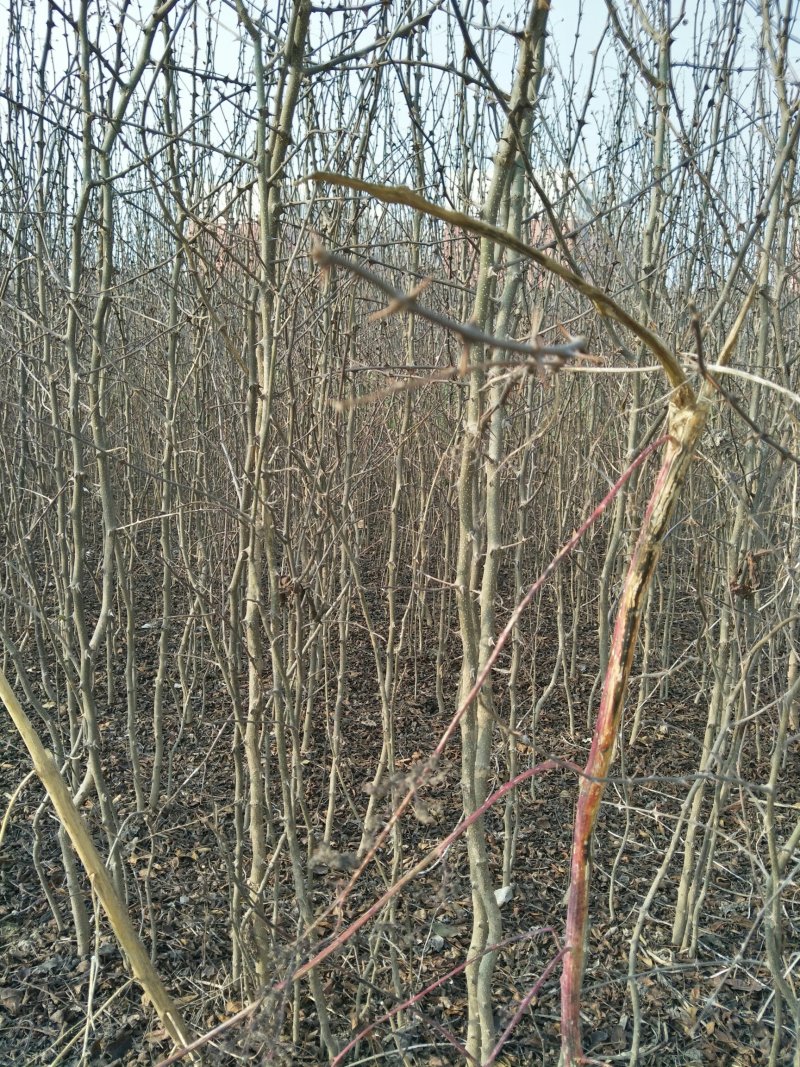 花椒苗