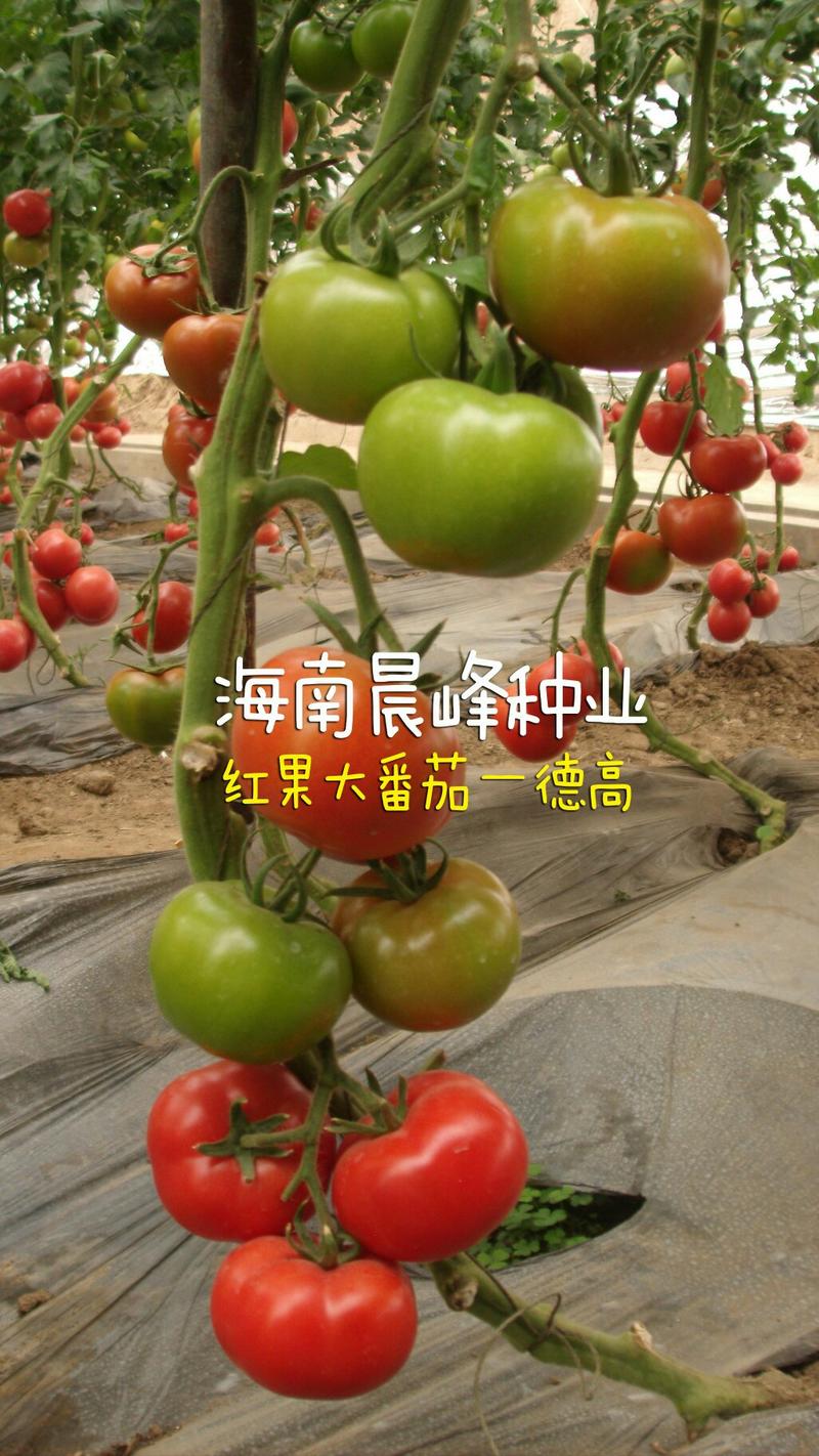 高抗TY病毒，高产，大果，硬度好红果大番茄种子