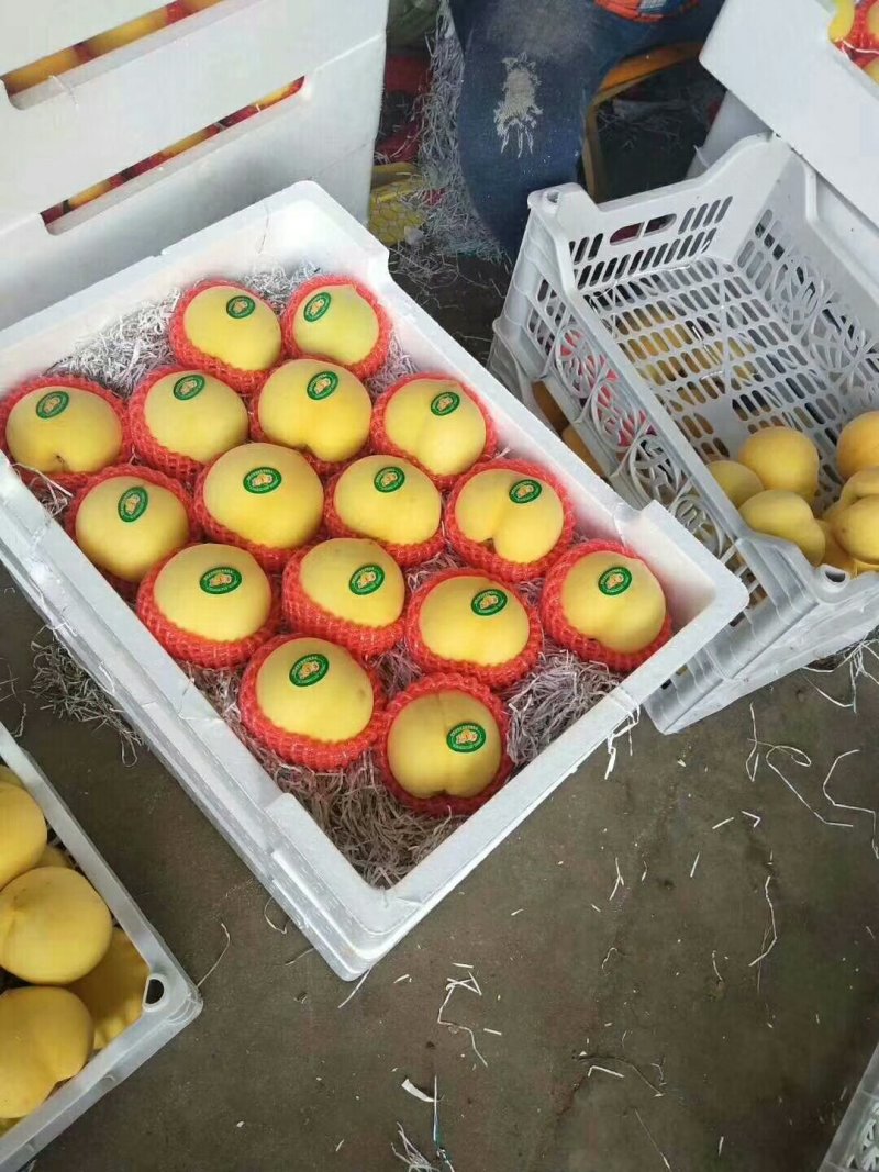 黄金蜜4号桃苗，自己家苗圃【货源充足，自己家苗圃】