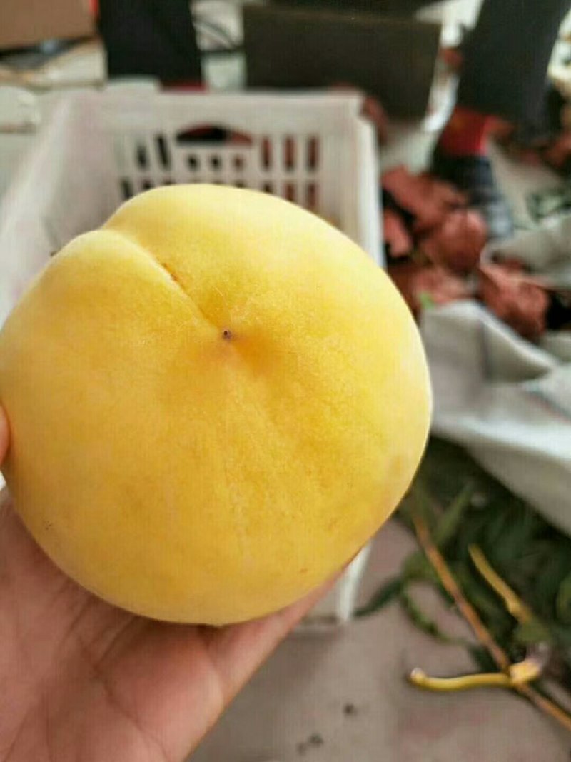 黄金蜜4号桃苗，自己家苗圃【货源充足，自己家苗圃】