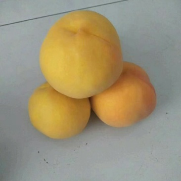 黄金蜜4号桃苗，自己家苗圃【货源充足，自己家苗圃】