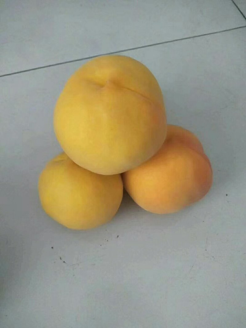 黄金蜜4号桃苗，自己家苗圃【货源充足，自己家苗圃】