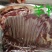 羊肉