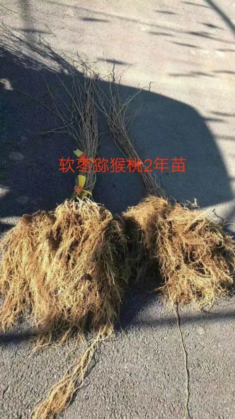 苗圃果树苗多种果树猕猴桃苗红黄绿心猕猴桃