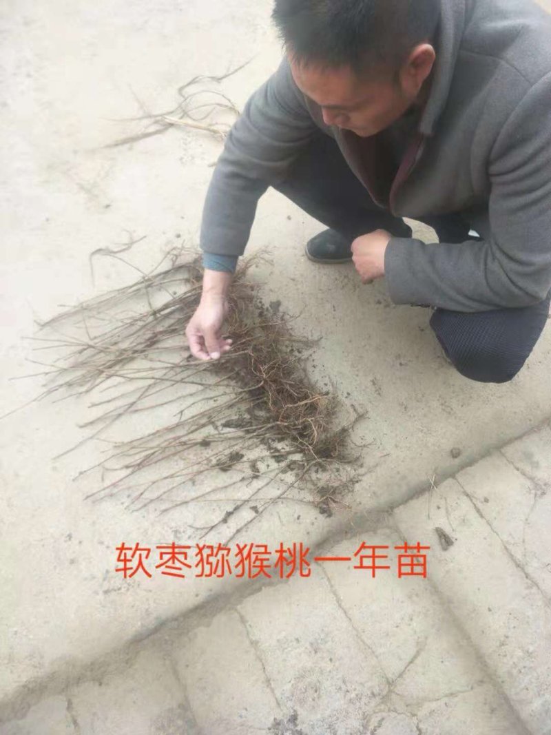 苗圃果树苗多种果树猕猴桃苗红黄绿心猕猴桃