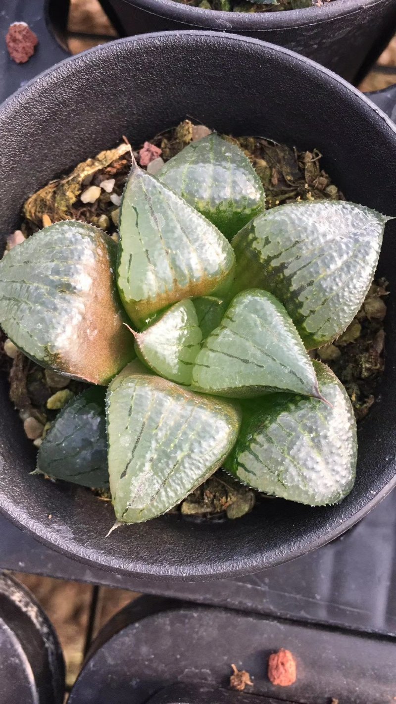 阿寒湖