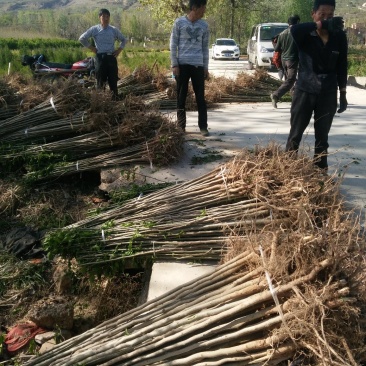 各种规格杜仲苗，成活率高，基地供应。