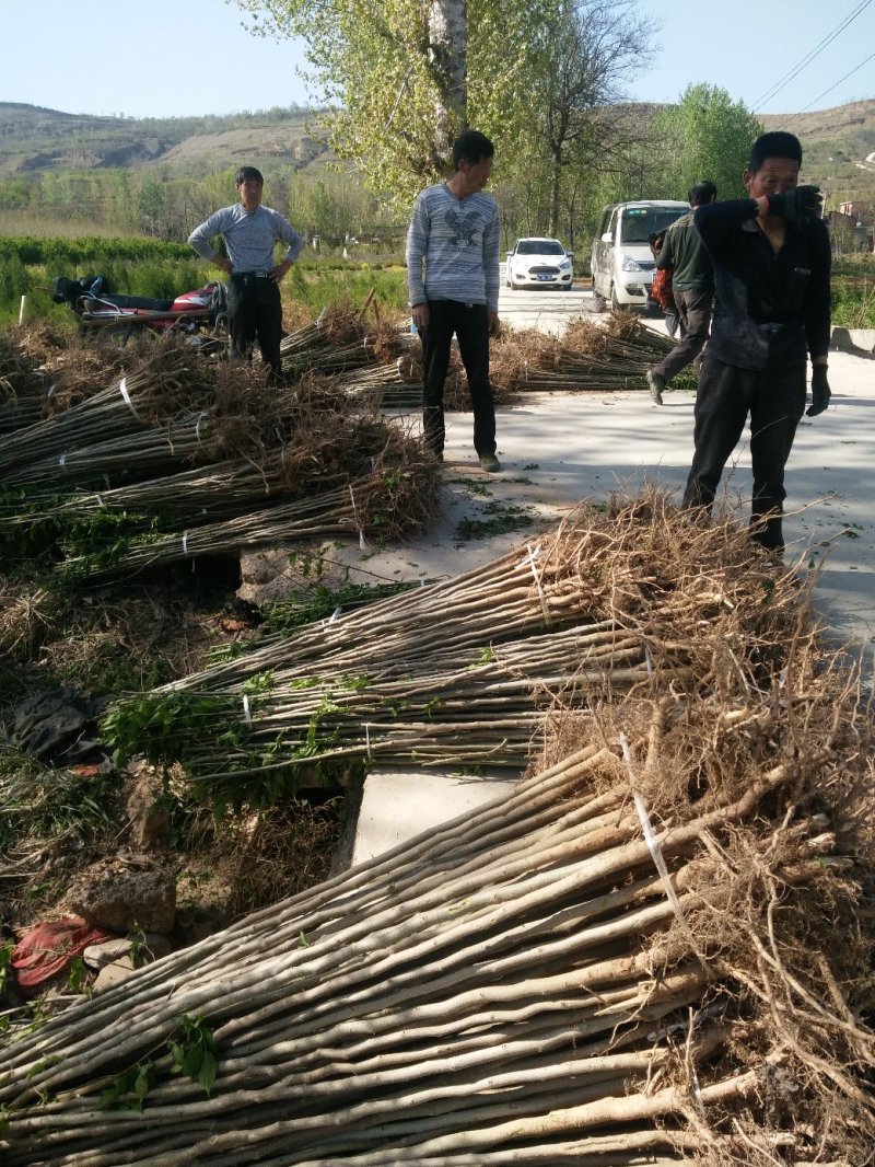 各种规格杜仲苗，成活率高，基地供应。