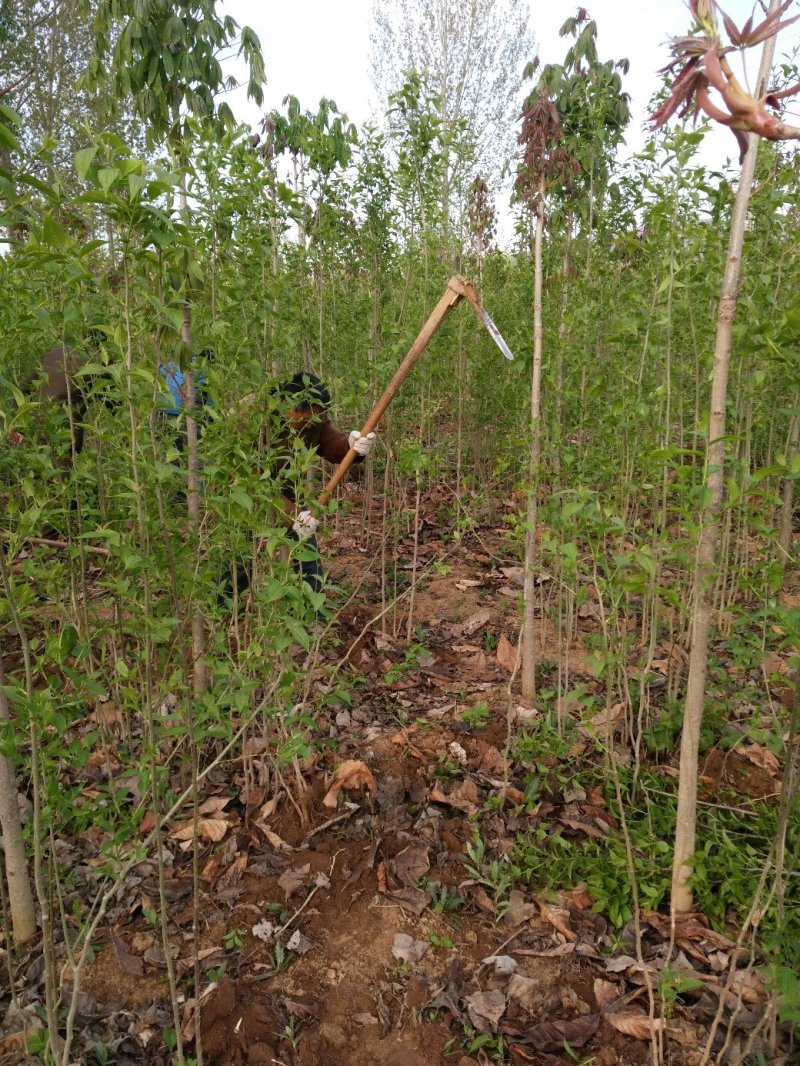 各种规格杜仲苗，成活率高，基地供应。