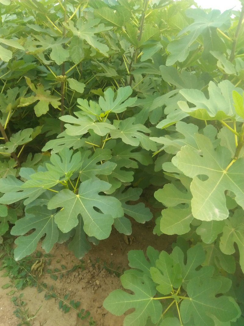 盆栽无花果苗当年结果