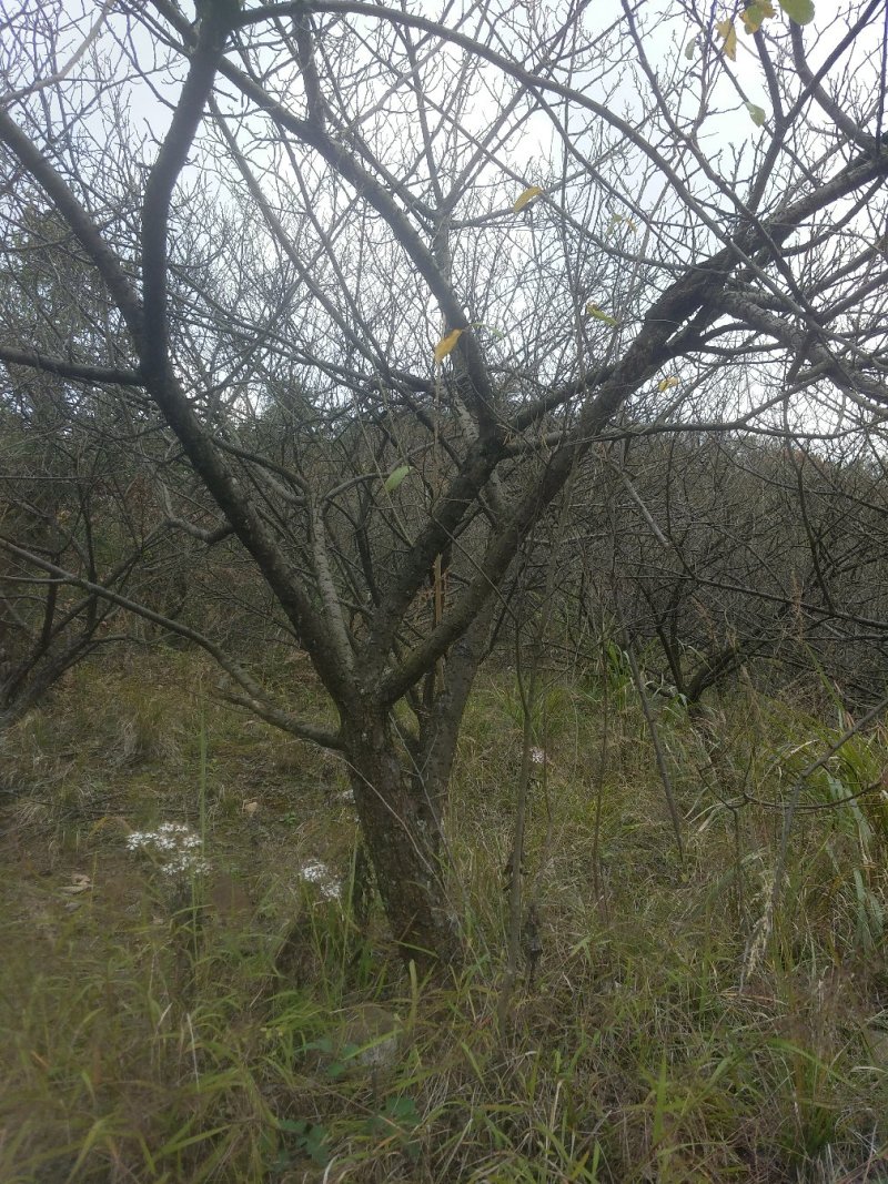 大青梅，红梅