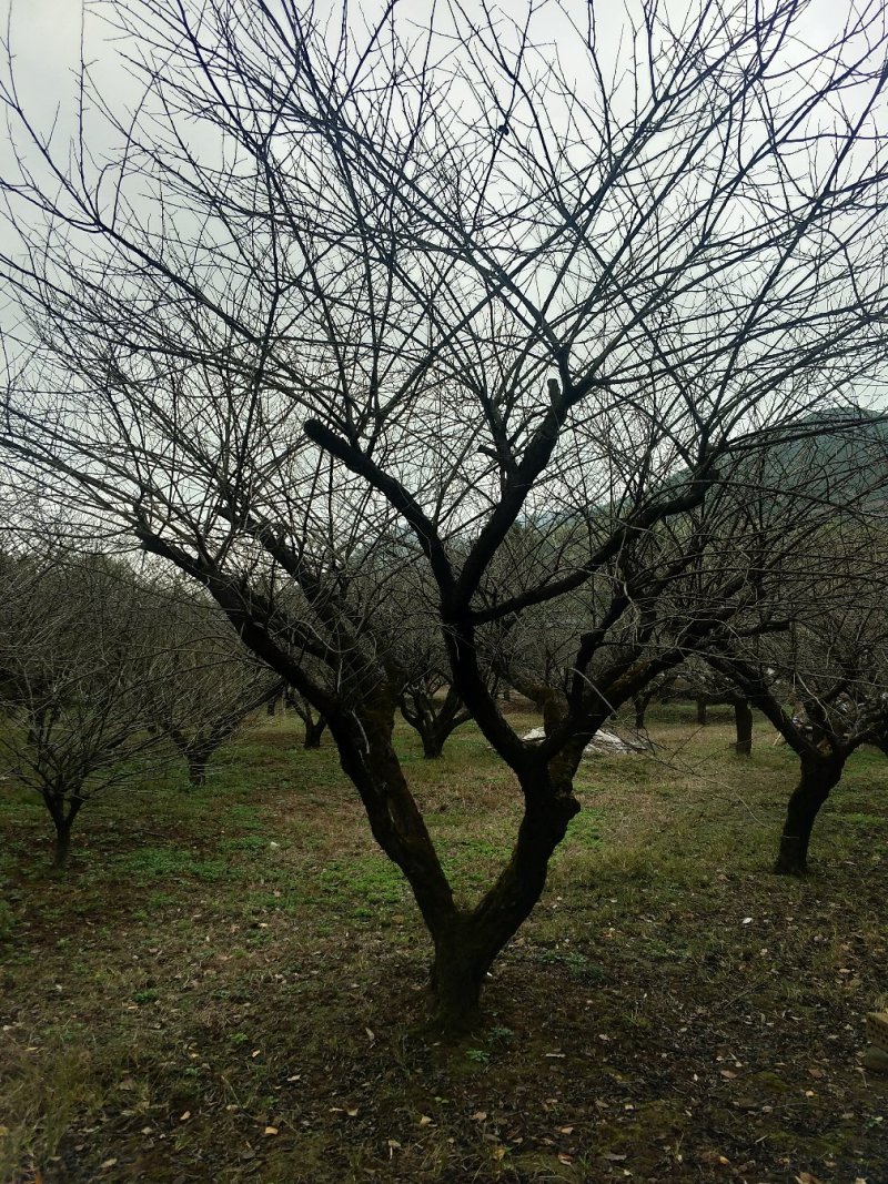 大青梅，红梅