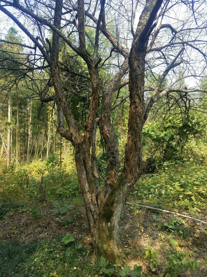大青梅，红梅