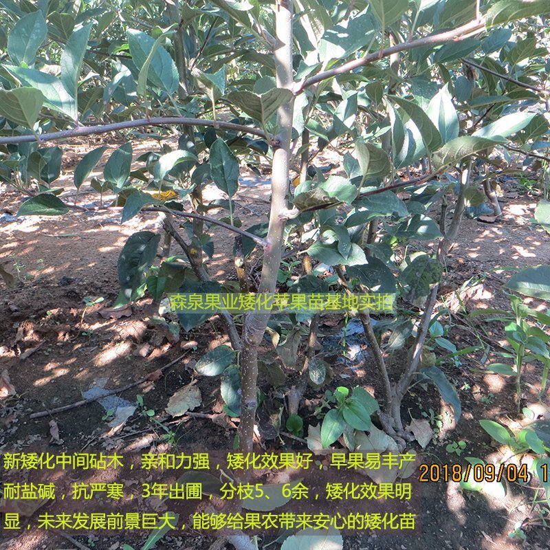 烟富8号苹果树苗基地自产自销