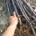 烟富8号苹果树苗基地自产自销
