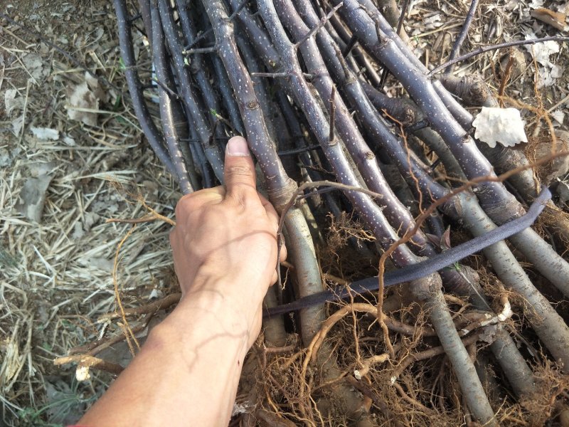 烟富8号苹果树苗基地自产自销