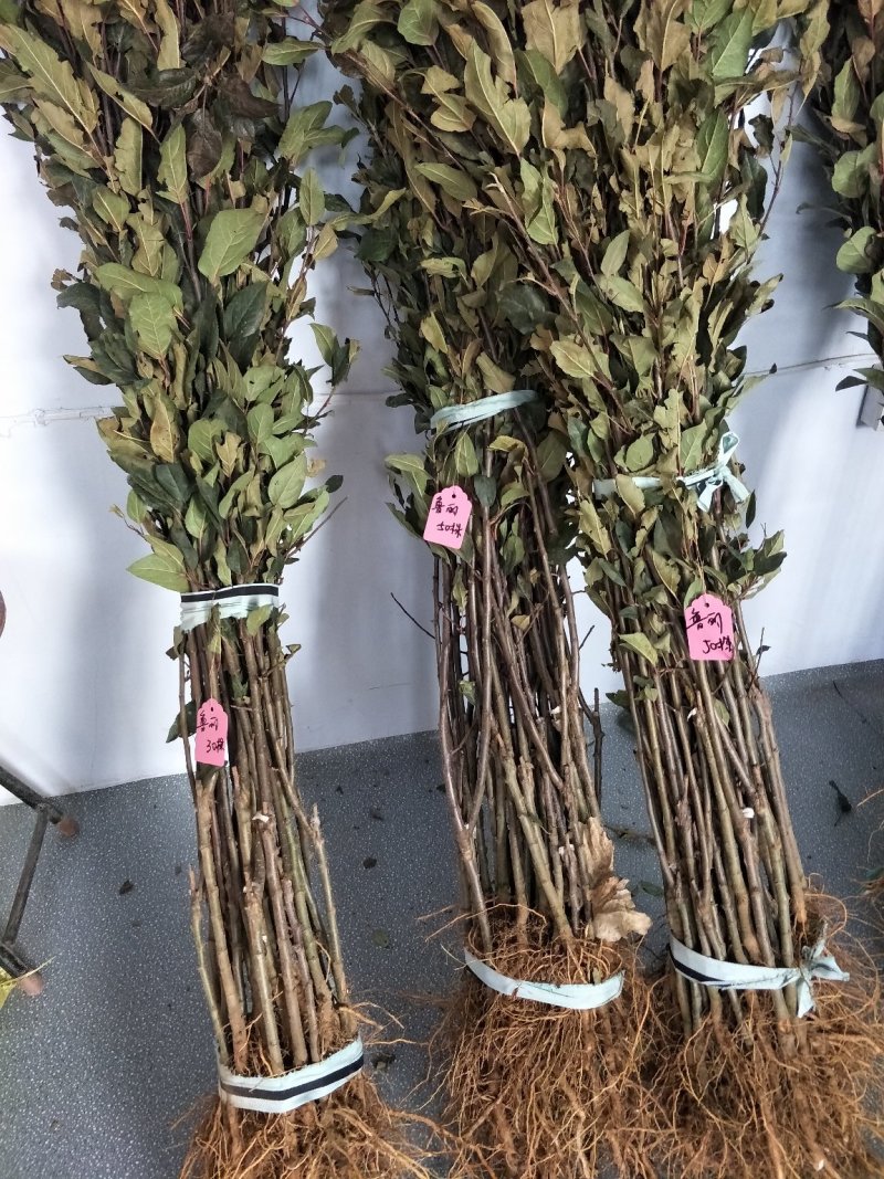 烟富8号苹果树苗基地自产自销