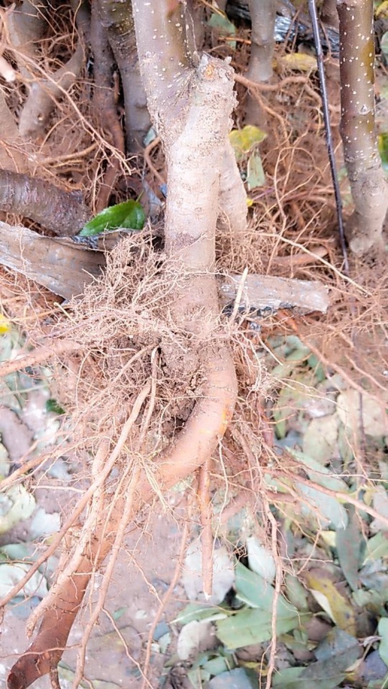 烟富8号苹果树苗基地自产自销