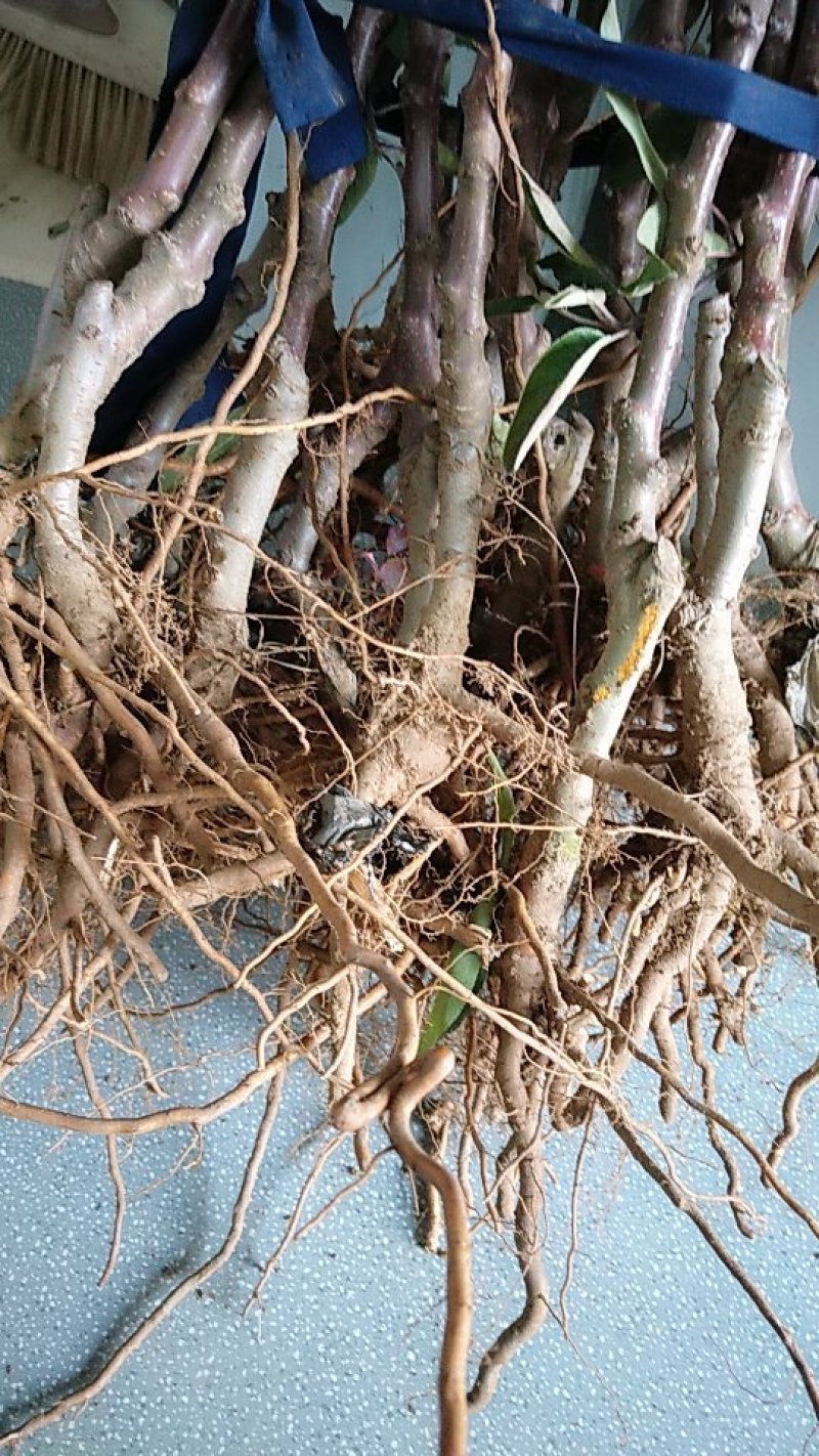 烟富8号苹果树苗基地自产自销