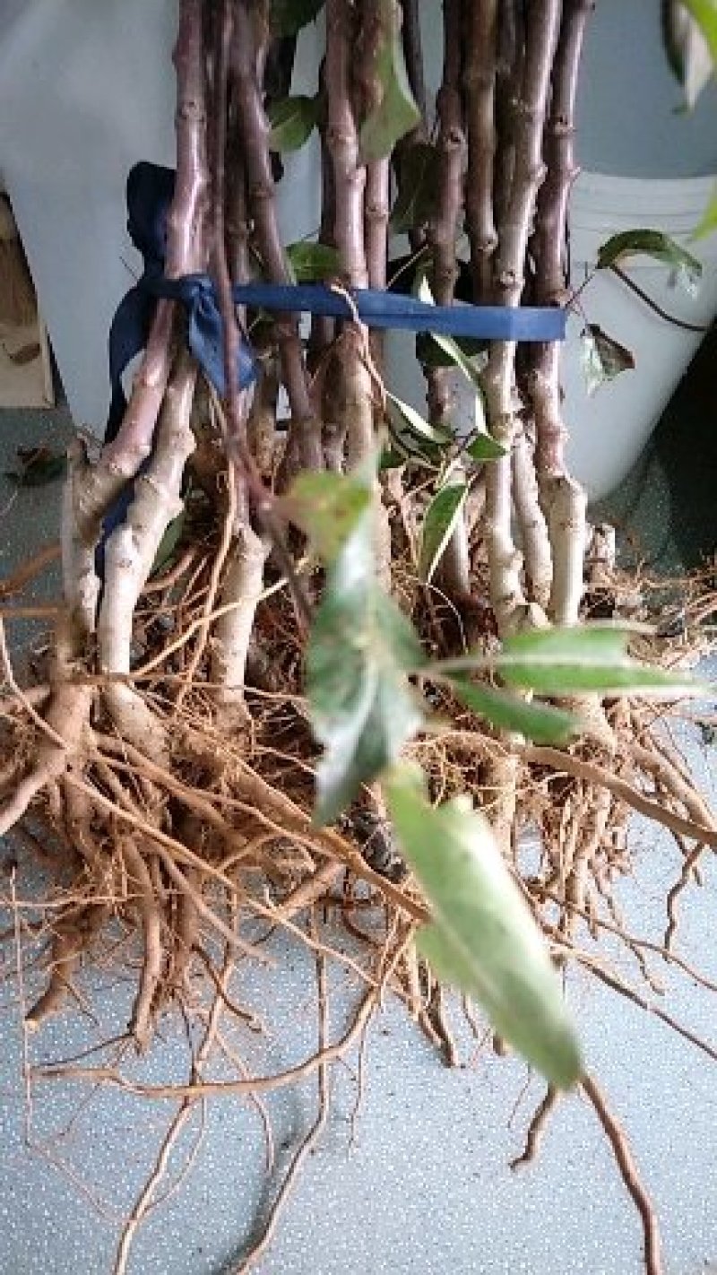 烟富8号苹果树苗基地自产自销