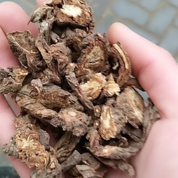 羌活，中药材羌活，羌活中药材