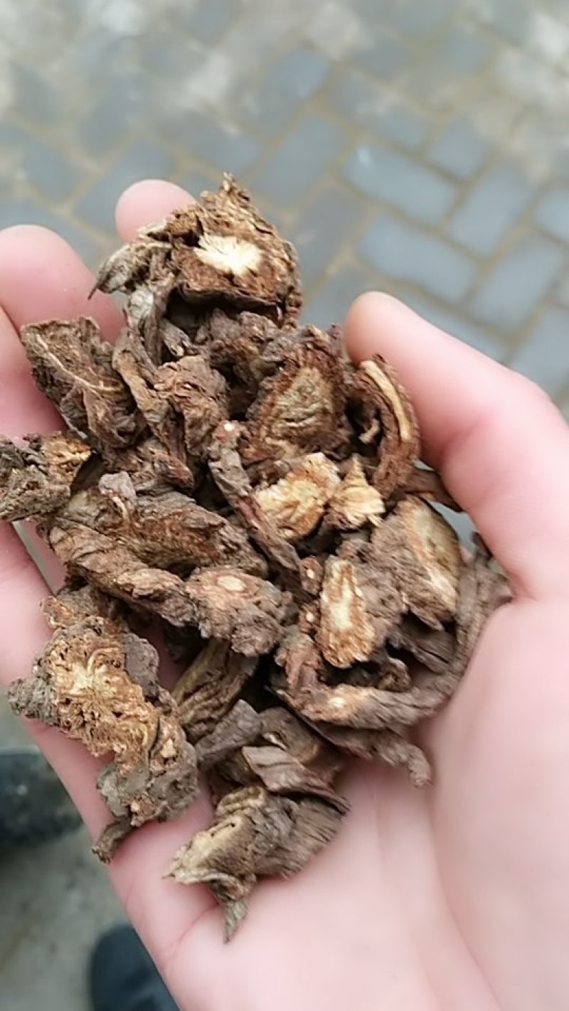 羌活，中药材羌活，羌活中药材