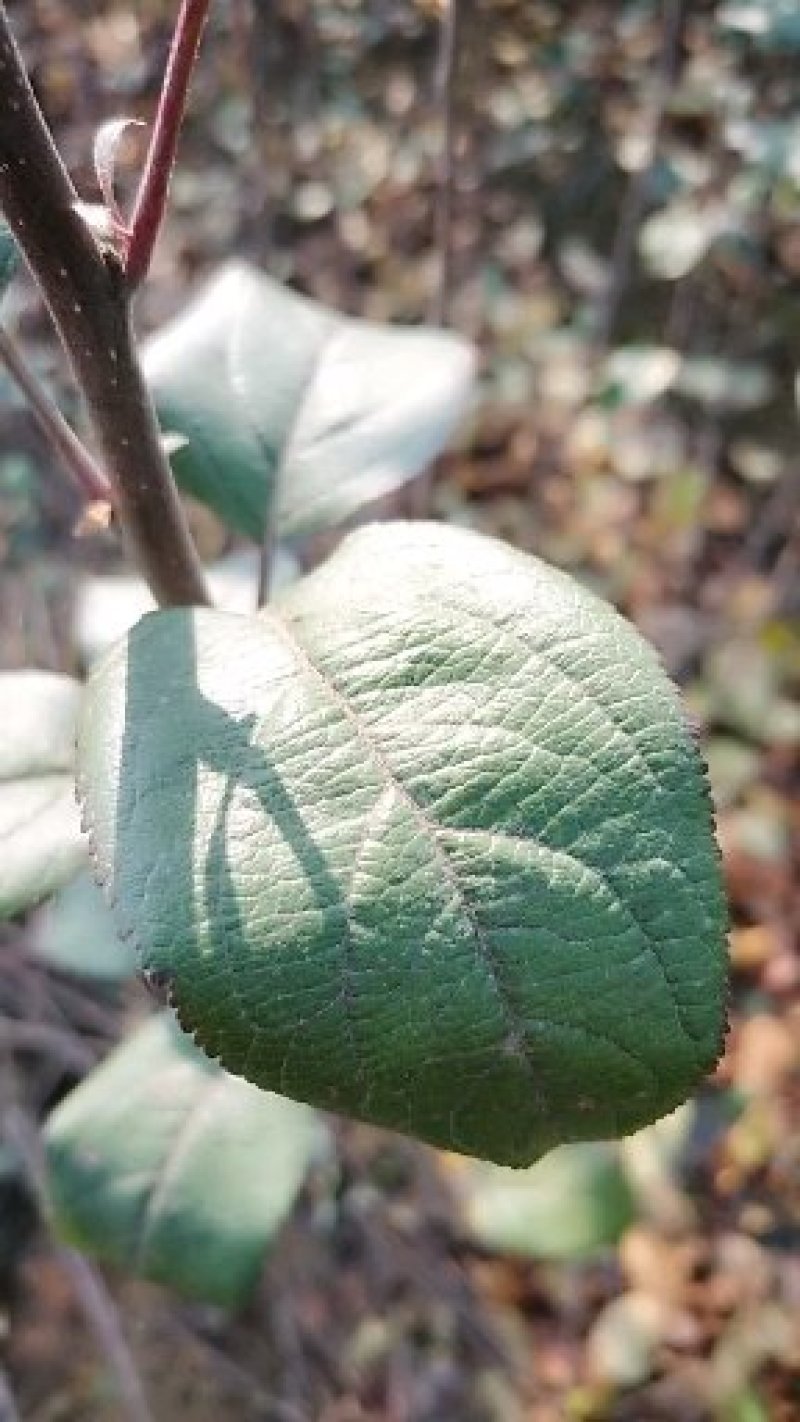 烟富8号苹果树苗基地自产自销