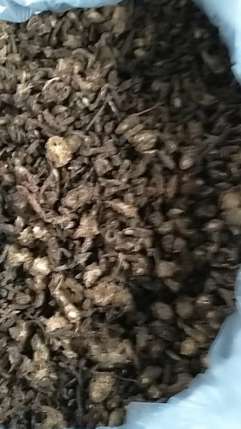 羌活，中药材羌活，羌活中药材