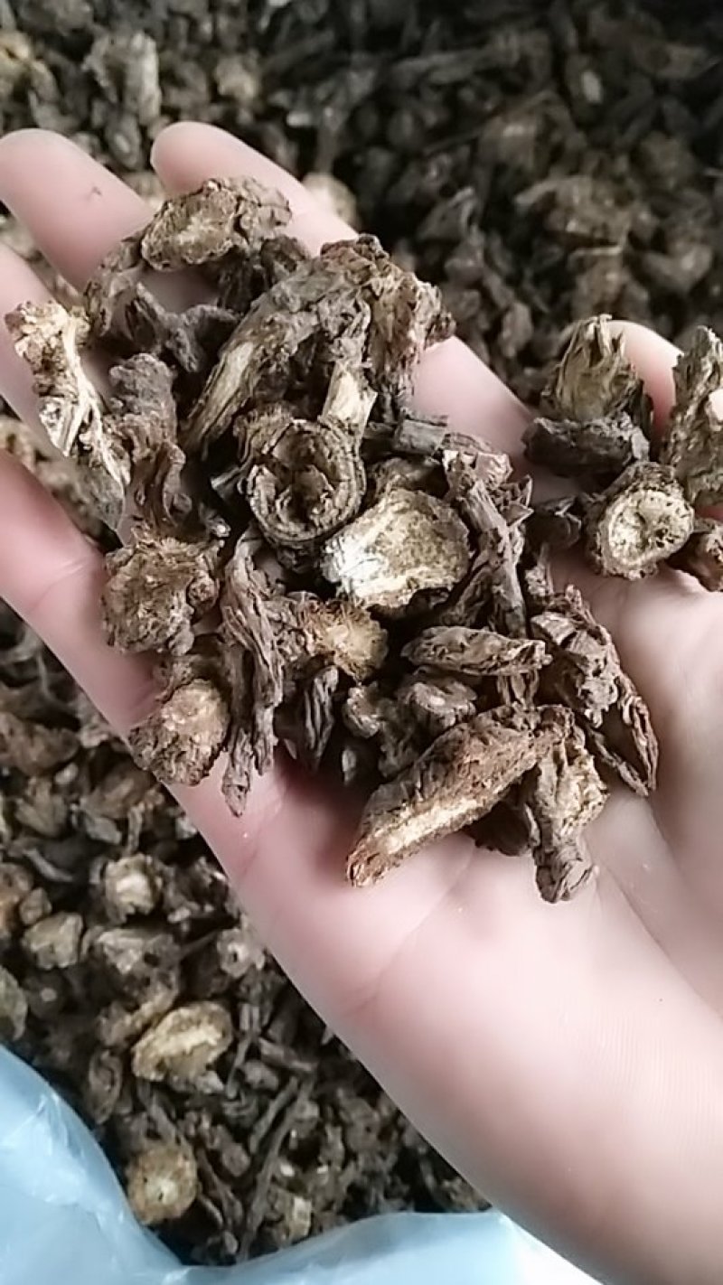 羌活，中药材羌活，羌活中药材