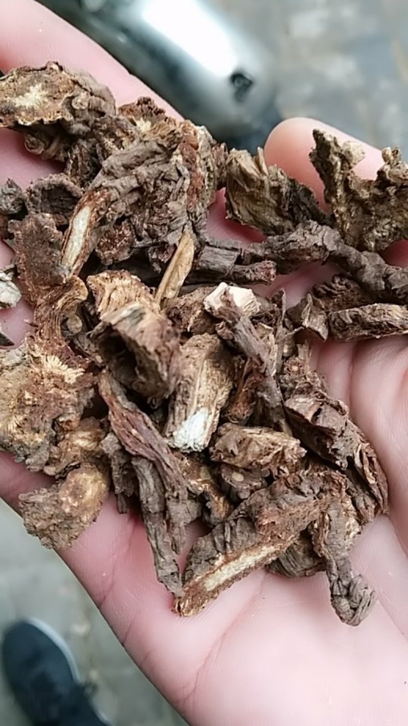 羌活，中药材羌活，羌活中药材