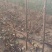 出售大樱桃苗