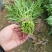 光杆茼蒿
