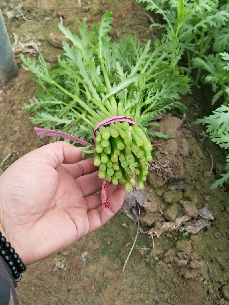光杆茼蒿