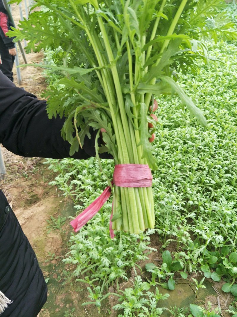 光杆茼蒿