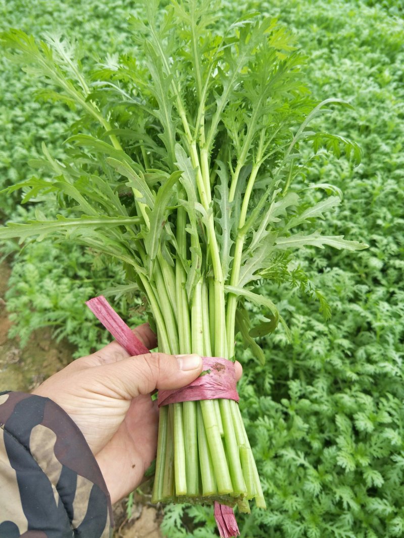 光杆茼蒿