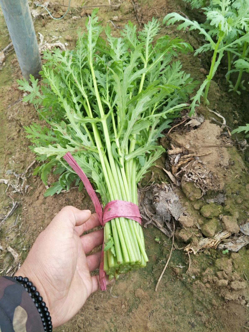 光杆茼蒿