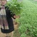 光杆茼蒿